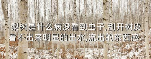 梨樹圖片,海南黃花梨樹圖片