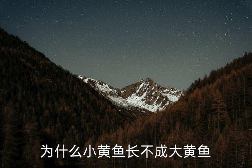 深圳 小黃魚事件，餐廳未明碼標價2條小黃魚賣4628元是怎么回事