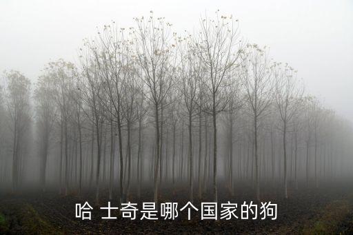 哈士奇犬