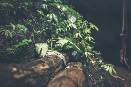 禮器