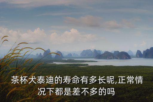  茶杯犬泰迪的壽命有多長呢,正常情況下都是差不多的嗎