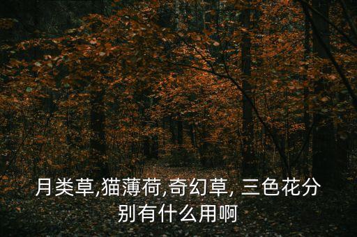 月類草,貓薄荷,奇幻草, 三色花分別有什么用啊