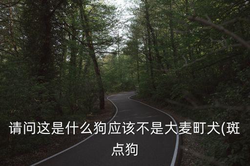指示犬