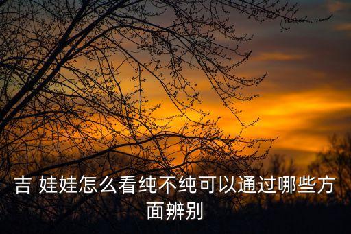 黑色吉娃娃