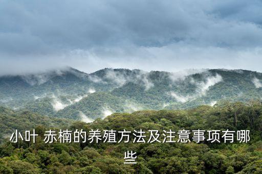 赤楠盆景圖片,紅楠盆景怎么養?養護得法可長盛不衰