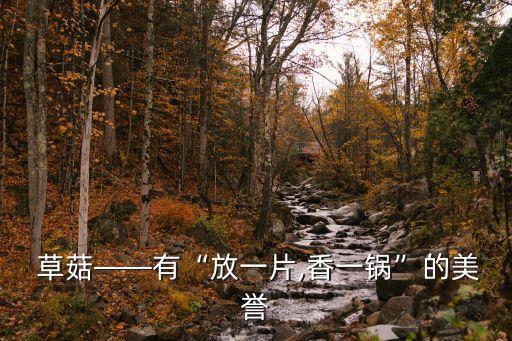 草菇,草菇營養價值及藥性功效