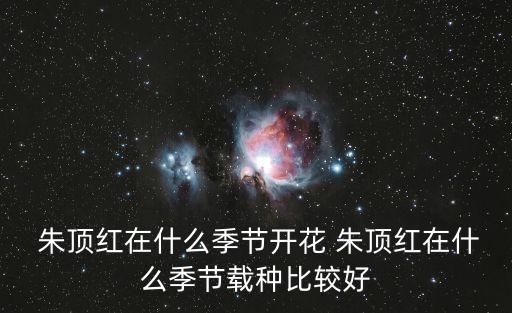 朱頂紅一年開幾次花,櫻桃妮芙朱頂紅一年開幾次花