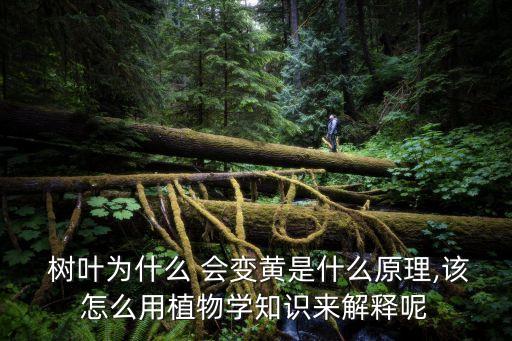  樹葉為什么 會變黃是什么原理,該怎么用植物學知識來解釋呢
