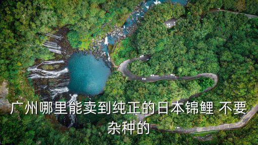 廣州哪里能賣到純正的日本錦鯉 不要雜種的