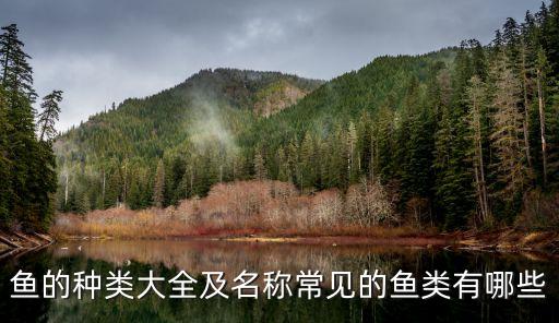 魚的名字,和平精英鯊魚的名字