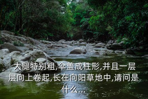  大腿特別粗,傘蓋成柱形,并且一層層向上卷起,長在向陽草地中,請問是什么...