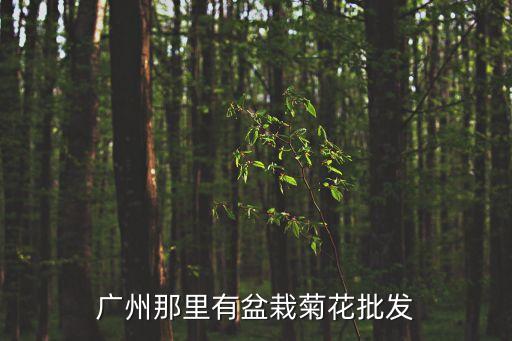 廣州那里有盆栽菊花批發(fā)