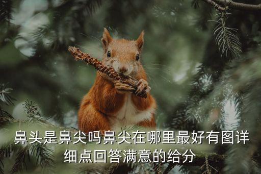 鼻頭,鼻頭是鼻尖嗎?面相及命運解析