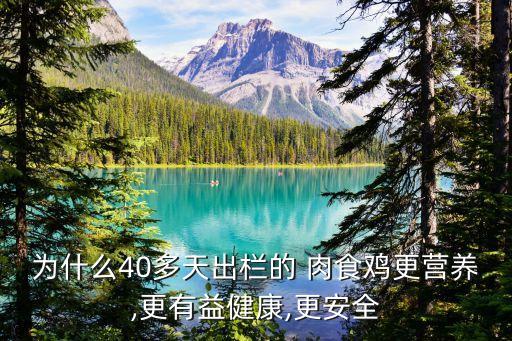 為什么40多天出欄的 肉食雞更營養(yǎng),更有益健康,更安全