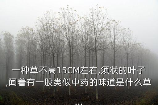 一種草不高15CM左右,須狀的葉子,聞著有一股類似中藥的味道是什么草...
