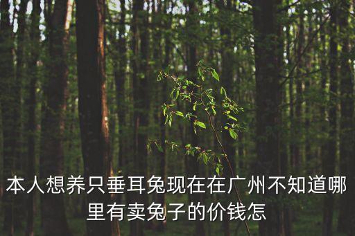 廣州 兔子 領養，廣州要領養小動物上什么網站或去什么地方