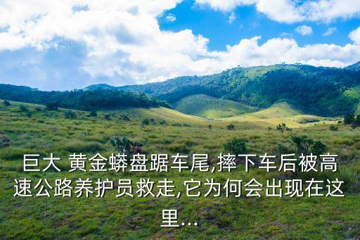 巨大 黃金蟒盤踞車尾,摔下車后被高速公路養護員救走,它為何會出現在這里...