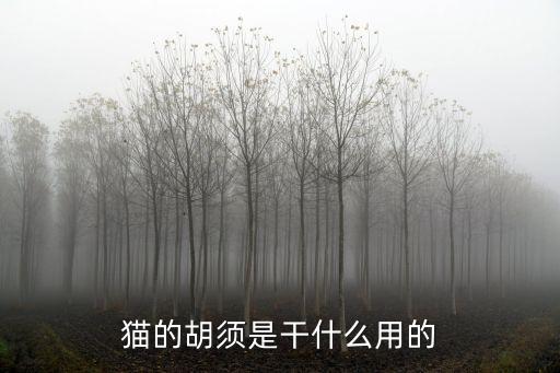 貓的胡子有什么作用,貓的胡須有什么用?