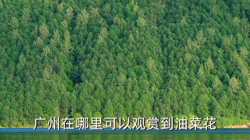 廣州在哪里可以觀賞到油菜花