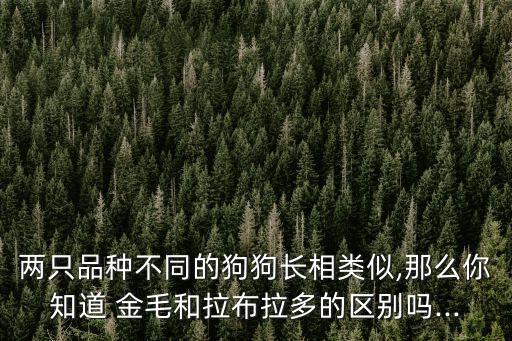 兩只品種不同的狗狗長相類似,那么你知道 金毛和拉布拉多的區別嗎...