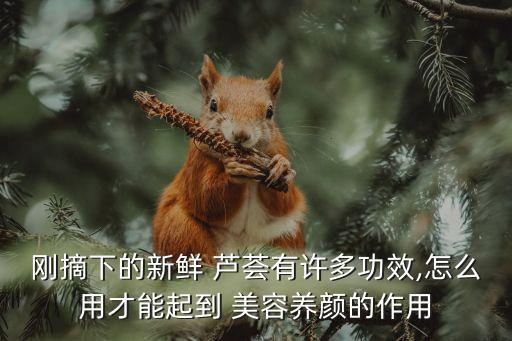 蘆薈的美容方法,用自家養(yǎng)的蘆薈天天擦臉好嗎