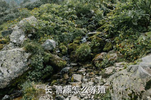 常青藤植物,常春藤和不同類型的植物有哪些不同?