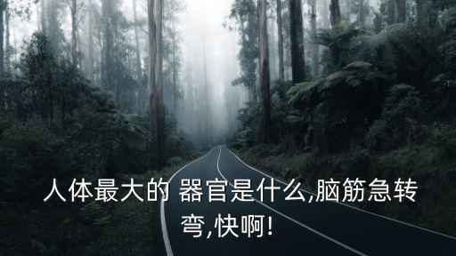 人體最大的器官是什么,人體最大器官是什么?是皮膚嗎?