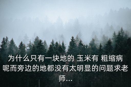 為什么只有一塊地的 玉米有 粗縮病呢而旁邊的地都沒有太明顯的問題求老師...