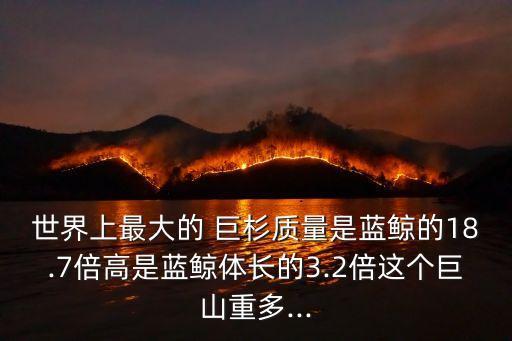 世界上最大的 巨杉質量是藍鯨的18.7倍高是藍鯨體長的3.2倍這個巨山重多...