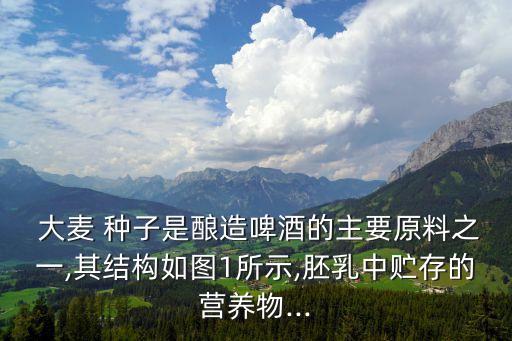 大麥種子,大麥芽和小麥種子之別