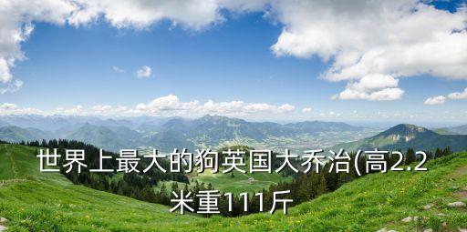世界上最大的狗英國(guó)大喬治(高2.2米重111斤