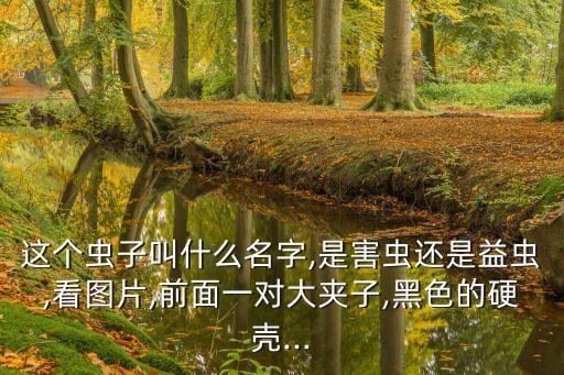 屎殼郎圖片,爆笑蟲子屎殼郎圖片