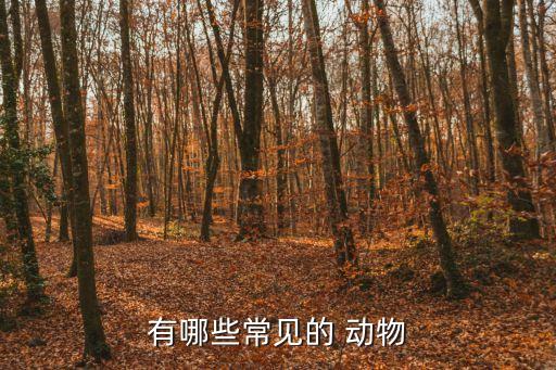 動物有哪些,這些動物的分類有何來頭?