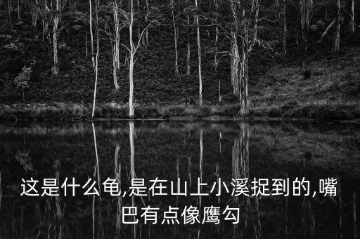 大頭龜,最貴!十大名龜之首平胸龜最昂貴