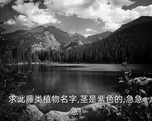白背三七