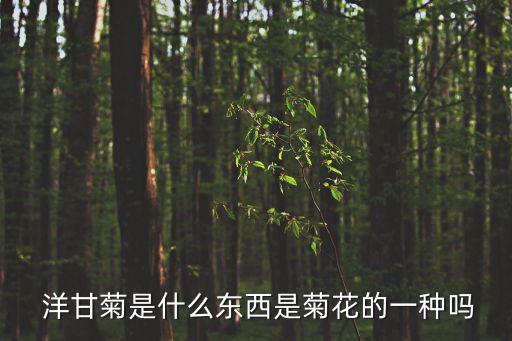  洋甘菊是什么東西是菊花的一種嗎