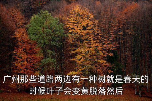廣州細(xì)葉榕圖片，廣州崗頂太古匯前種的是什么樹(shù)空中花園上和地面都是一樣的細(xì)