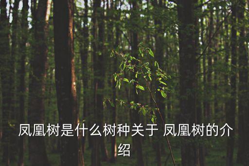  鳳凰樹是什么樹種關于 鳳凰樹的介紹