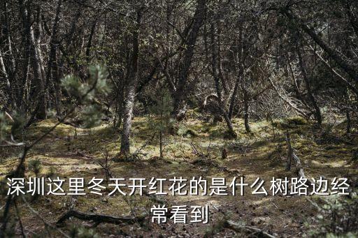 深圳這里冬天開紅花的是什么樹路邊經(jīng)常看到