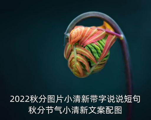 白露圖片,白鹿圖片高清壁紙