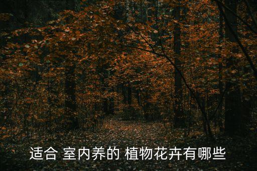 適合 室內養的 植物花卉有哪些