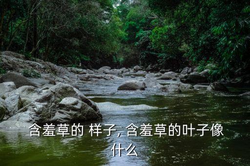 含羞草樣子,含羞草長大后什么樣?