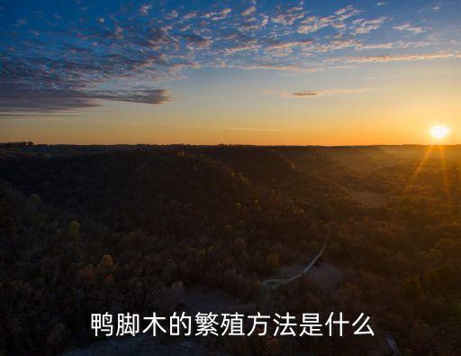  鴨腳木的繁殖方法是什么