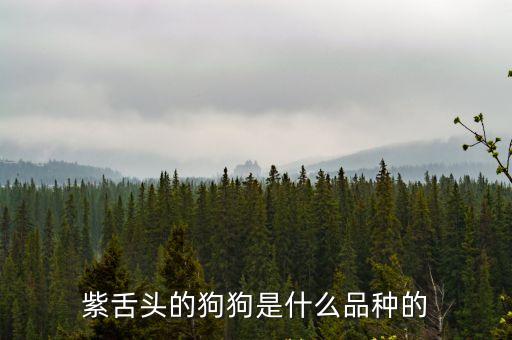 串串狗圖片,吉娃娃串串狗圖片