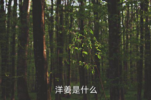  洋姜是什么