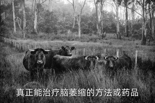 真正能治療腦萎縮的方法或藥品