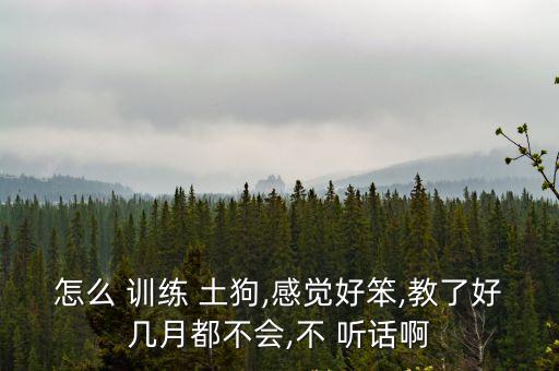 土狗怎么訓(xùn)練才聽話,怎么訓(xùn)練土狗才能讓狗聽話?
