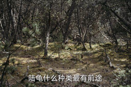 東莞陸龜品種介紹，陸龜是什么品種