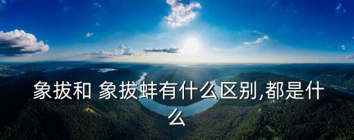 象拔蚌多少錢一斤,一頓2000多元的海鮮排骨湯怎么吃?