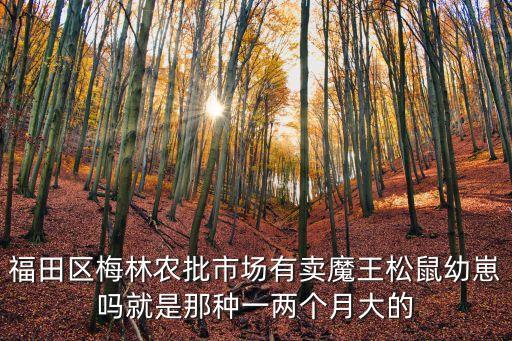 深圳福田魔王，福田區梅林農批市場有賣魔王松鼠幼崽嗎就是那種一兩個月大的